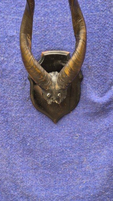 Bongo Taxidermie wandmontage - Tragelaphus eurycerus -, Verzamelen, Dierenverzamelingen