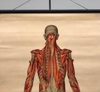 Deutsches Hygiëne Museum - Dresden - Spieren achterzijde -