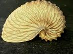 Nautilus Zeeschelp - S-179 ARGONAUTA HIANS (Zonder
