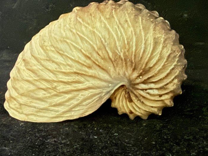 Nautilus Zeeschelp - S-179 ARGONAUTA HIANS (Zonder, Antiek en Kunst, Curiosa en Brocante