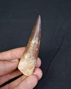 Spinosaurus - Fossiele tand - Spinosaurus aegyptiacus Gran