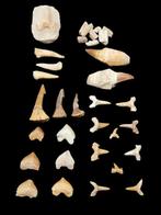 Natuurlijke fossielen - Gefossiliseerd dier - Colección de
