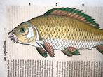 Folio by Conrad Gesner (1516-65) - Carp [Karpfen] Fish -