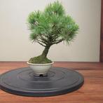 Pinus parviflora - Hoogte (boom): 29 cm - Diepte (boom): 26