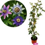 Passiflora caerulea tricolor+ pot 17cm, Verzenden, Volle zon