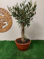 Olijf bonsai (Olea europaea) - Hoogte (boom): 46 cm - Diepte, Antiek en Kunst, Curiosa en Brocante