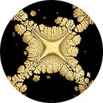 Véronique Dumont - NectART d’étoile