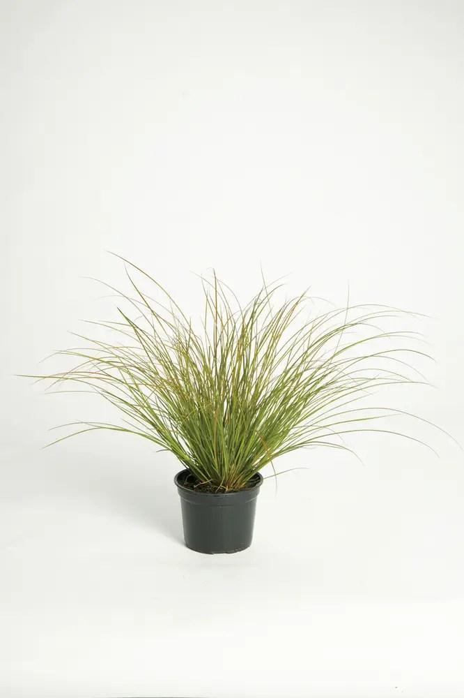 Carex howardii Phoenix Green™ De Groene Feniks voor Uw Tui, Tuin en Terras, Planten | Tuinplanten, Siergrassen, Vaste plant, Volle zon
