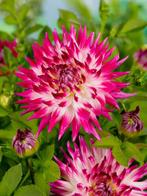 Dahlia Dutch explosion (paars-wit, Dahlia’s kopen?), Ophalen of Verzenden