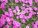 phlox / kruipphlox / vlambloem P9 pot €1,50 flox, Ophalen of Verzenden, Vaste plant, Volle zon