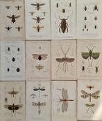 Charles Dessalines DOrbigny - Lot. of 12 plates -