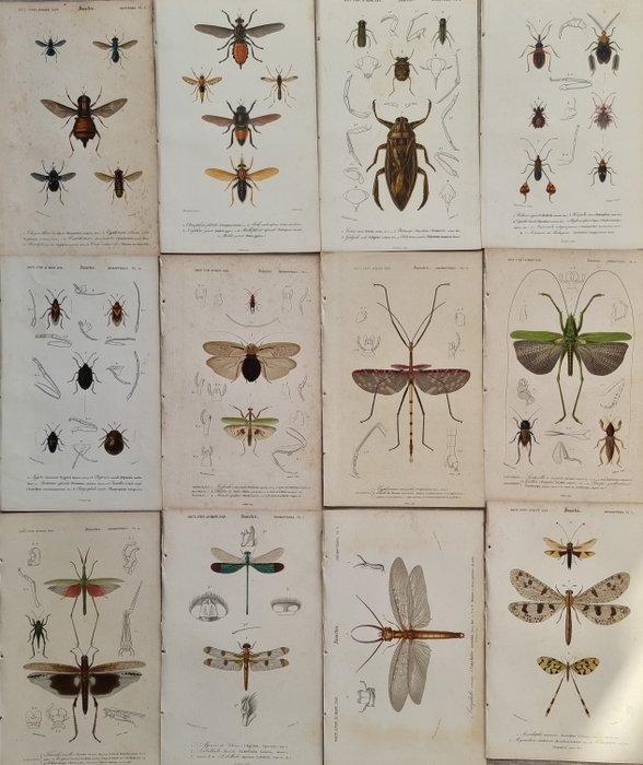 Charles Dessalines DOrbigny - Lot. of 12 plates -, Antiek en Kunst, Antiek | Boeken en Bijbels