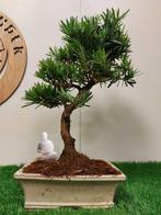 Boeddha-den bonsai (Podocarpus macrophyllus) - Hoogte