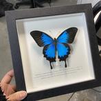 Vlinder Taxidermie volledige montage - Paradise Swallowtail, Antiek en Kunst, Curiosa en Brocante
