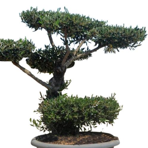 Olijfboom - Pom pon in schaal - Omtrek: 30-40 cm | Hoogte: 1, Tuin en Terras, Planten | Bomen, Ophalen of Verzenden
