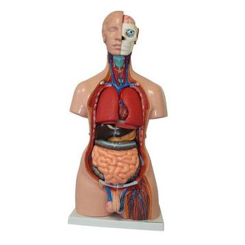 Anatomie model torso met organen, tweeslachtig, 40-delig,... beschikbaar voor biedingen