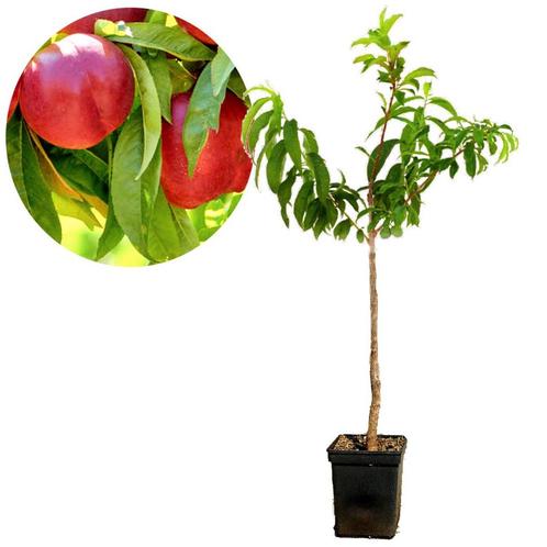 nectarine Prunus nucipersica Red Gold + Pot 23, Tuin en Terras, Planten | Fruitbomen, Volle zon, Verzenden