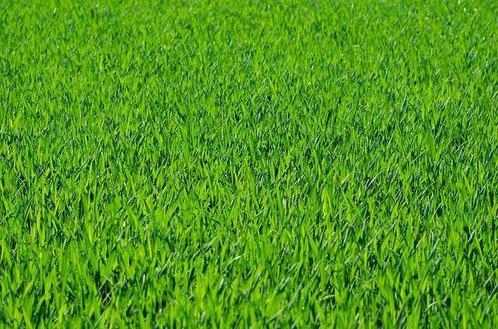 NIEUW KUNSTGRAS AANLEGGEN? NU 4x OFFERTE Prijzen VERGELIJKEN, Tuin en Terras, Gras en Kunstgras, Kunstgras, Nieuw