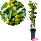 Psidium cattleianum Yellow + pot 17cm, Tuin en Terras, Verzenden, Volle zon