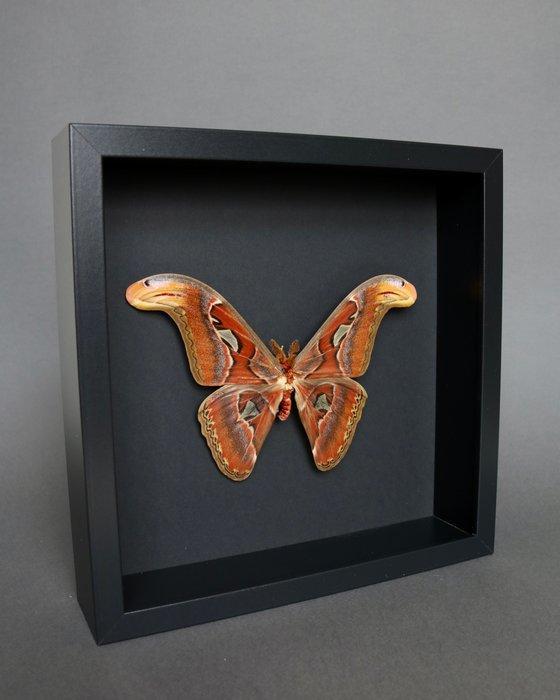 Vlinder Taxidermie volledige montage - Attacus atlas - 25 cm, Verzamelen, Dierenverzamelingen