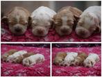 Engelse Cocker Spaniel Pups met Stamboom van Geteste Ouders., Parvo, Meerdere, 8 tot 15 weken, Meerdere dieren