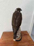 sakerfalcon Taxidermie volledige montage - Falco cherrug -, Verzamelen, Dierenverzamelingen, Nieuw