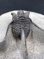 Trilobiet exemplaar - Gefossiliseerd dier - Cyphaspis - 8.5