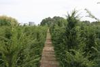 Taxus Baccata kwekerij Noord Brabant struiken hagen, Vaste plant, Bloeit niet, Halfschaduw, Ophalen