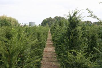 Taxus Baccata kwekerij Noord Brabant struiken hagen beschikbaar voor biedingen