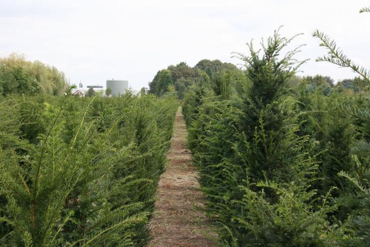Taxus Baccata kwekerij Noord Brabant struiken hagen, Tuin en Terras, Planten | Tuinplanten, Overige soorten, Vaste plant, Halfschaduw