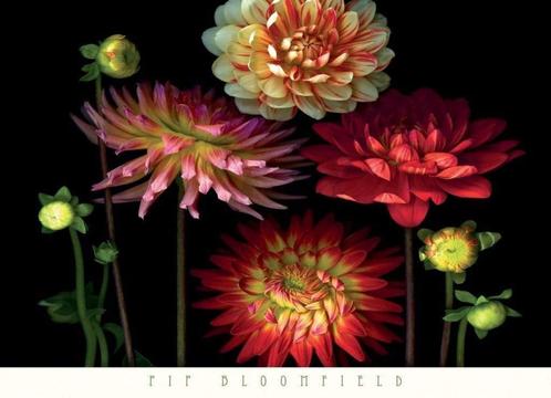 Kunstdruk Pip Bloomfield - Dahlia Garden 91x66cm, Huis en Inrichting, Woonaccessoires | Schilderijen, Tekeningen en Foto's, Nieuw