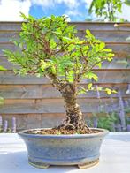 Japanese iep bonsai (Zelkova) - Hoogte (boom): 17 cm -