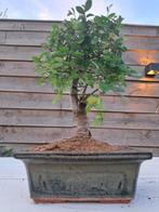 Chinese iep bonsai (Ulmus parviflora) - Hoogte (boom): 20 cm