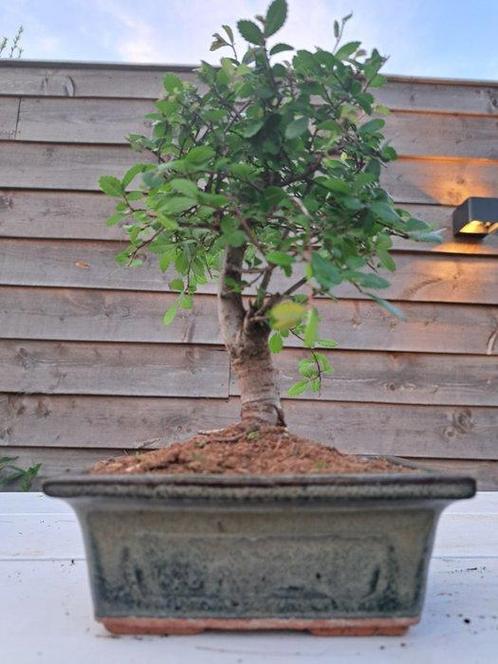 Chinese iep bonsai (Ulmus parviflora) - Hoogte (boom): 20 cm, Antiek en Kunst, Curiosa en Brocante