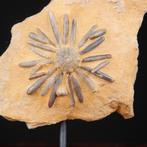 Echinodie fossiel op matrix - Asterocidaris Bistriata -, Nieuw