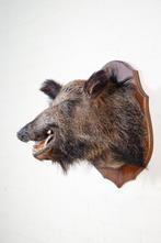 Vintage Wild Boar Head Mount Taxidermie wandmontage - Sus, Verzamelen, Dierenverzamelingen, Nieuw