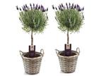 Lavendel op stam inclusief mand - set van 2, Huis en Inrichting, Kamerplanten, Verzenden