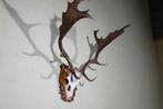 Fallow Buck Trophy Schedel - Dama dama - 45 cm - 60 cm - 60, Nieuw