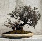 Bonsai Tijm - Hoogte (boom): 27 cm - Diepte (boom): 40 cm -