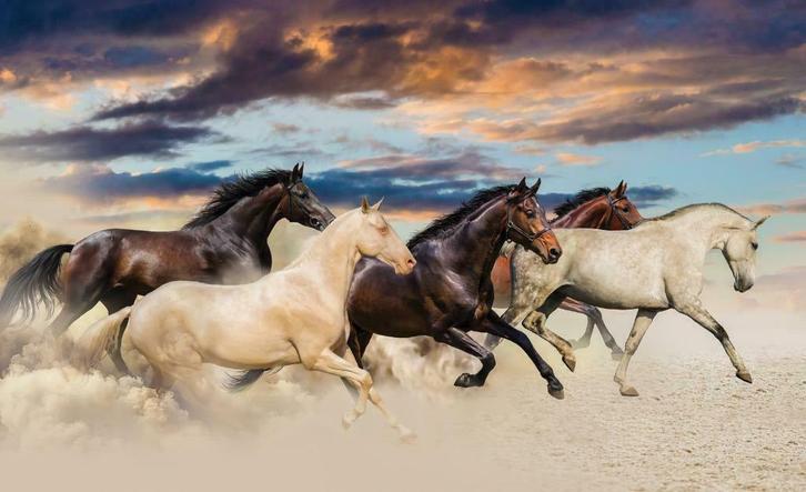Paarden fotobehang XL, In galop Paarden behang Muurdeco4kids, Huis en Inrichting, Stoffering | Behang, minder dan 10 m², Ophalen of Verzenden