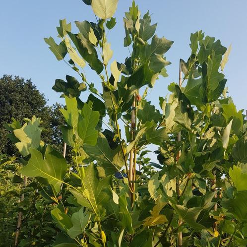 Amerikaanse tulpenboom - Liriodendron tulipifera - Omtrek: 1, Tuin en Terras, Planten | Bomen, Ophalen of Verzenden