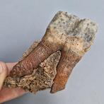 Wolharige neushoorn - Fossiele kies - Coelodonta, Verzamelen