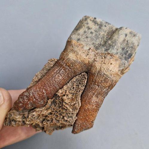 Wolharige neushoorn - Fossiele kies - Coelodonta, Verzamelen, Mineralen en Fossielen