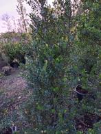 Ilex crenata Green hedge, Tuin en Terras, Ophalen