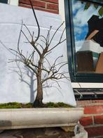 Japanese maple bonsai (Acer palmatum) - Hoogte (boom): 28 cm