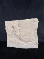Vis - Fossiel skelet - Anguillavus - 13.5 cm - 14.5 cm, Verzamelen, Mineralen en Fossielen