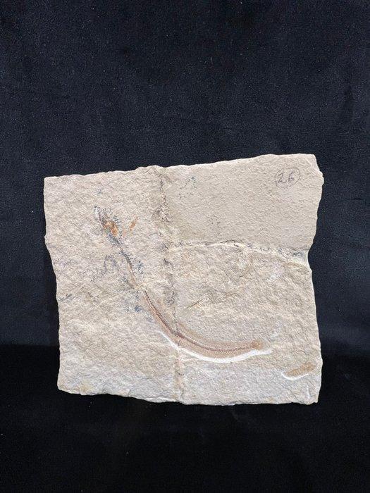 Vis - Fossiel skelet - Anguillavus - 13.5 cm - 14.5 cm, Verzamelen, Mineralen en Fossielen