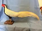 Zilveren fazant Taxidermie volledige montage - Lophura, Nieuw