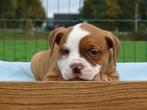 Old English Bulldog pups! | Mogen mee! | Hartelijk Welkom., Dieren en Toebehoren, Honden | Bulldogs, Pinschers en Molossers, Parvo
