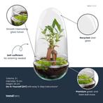 DIY Planten terrarium tweedelig bolglas - Egg Bonsai - Ø 12, Verzenden